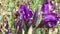 Iris, or Kasatik, or Cockerel Lat. Iris is a genus of perennial rhizomatous plants. Irises are found on all continents.