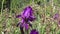 Iris, or Kasatik, or Cockerel Lat. Iris is a genus of perennial rhizomatous plants. Irises are found on all continents.