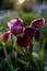 iris kasatik Iris Siberian