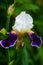 iris kasatik siberian spring