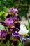 Iris kasatik siberian spring