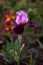 Iris kasatik siberian spring