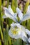 Iris Katharine Hodgkin flower macro image. Blue and yellow spring flower blooming