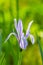 Iris lactea flower closeup