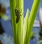 Iris Leaf with Dragonfly Nymph