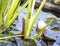 Iris Leaf with Dragonfly Nymph and water lily in pond