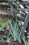 Iris leaves growing at foot of wooden split rail fence