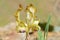 Iris meda flower in wild
