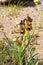 Iris meda flower in wild