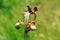 Iris meda flower in wild