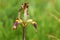 Iris meda flower in wild