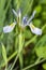 Iris missouriensis