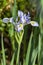 Iris missouriensis