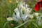 Iris palaestina or Iris palestina and red anemones blooming on meadow in springtime