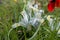 Iris palaestina or Iris palestina and red anemones blooming on meadow in springtime