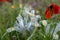 Iris palaestina or Iris palestina and red anemones blooming on meadow in springtime