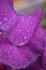 Iris petal gently purple with water droplets