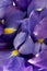 Iris Petals Abstract