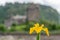 Iris pseudacorus or aquatic iris with blurred Eilean Donan castle background