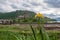 Iris pseudacorus or aquatic iris with Eilean Donan castle background