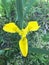 Iris pseudacorus L. Blooming by the pond.