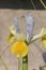 Iris pseudacorus white and yellow