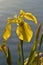 Iris pseudacorus yellow flag, yellow iris, water flag