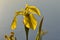 Iris pseudacorus yellow flag, yellow iris, water flag