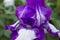 Iris in purple and white,Beautiful flower closeup German bearded iris