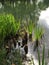 Iris reeds and cypress knees