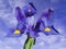 Iris reticulata