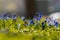 Iris reticulata announcing the spring in the Netherlands