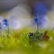 Iris reticulata announcing the spring in the Netherlands