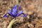 Iris reticulata (golden netted iris) in spring