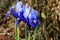 Iris reticulata harbinger of spring.