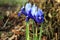 Iris reticulata harbinger of spring.