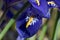 Iris Reticulata Harmony flower in closeup