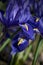 Iris Reticulata Harmony flower in closeup