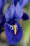 Iris Reticulata Harmony flower in closeup