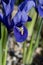 Iris Reticulata Harmony flower in closeup