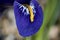 Iris Reticulata Harmony flower in closeup