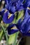 Iris Reticulata `Harmony` in flower in spring