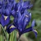 Iris Reticulata `Harmony` in flower in spring