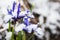 Iris reticulata Iridodictyum