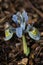 Iris reticulata katharine hodgkin in bloom