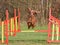 Iris Setter jumping on agility training