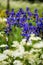 Iris siberica blue flowers