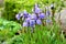 Iris sibirica flowerbed in the garden with blue irises and lush green bushes and hedges