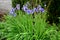 Iris sibirica flowerbed in the garden with blue irises and lush green bushes and hedges