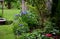 Iris sibirica flowerbed in the garden with blue irises and lush green bushes and hedges